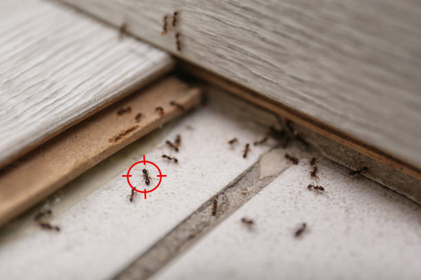 Best Best Pest Control Companies  in Fanning Springs, FL