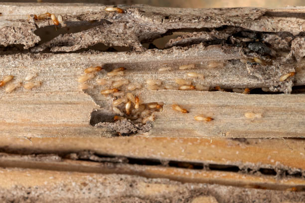 Best Pest Inspection Near Me  in Fanning Springs, FL