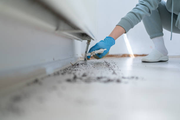 Best Local Pest Control Services  in Fanning Springs, FL
